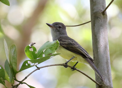 Myiarchus panamensis