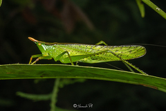 Melanophoxus brunneri