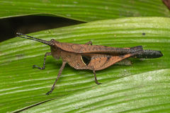 Xiphiola cyanoptera