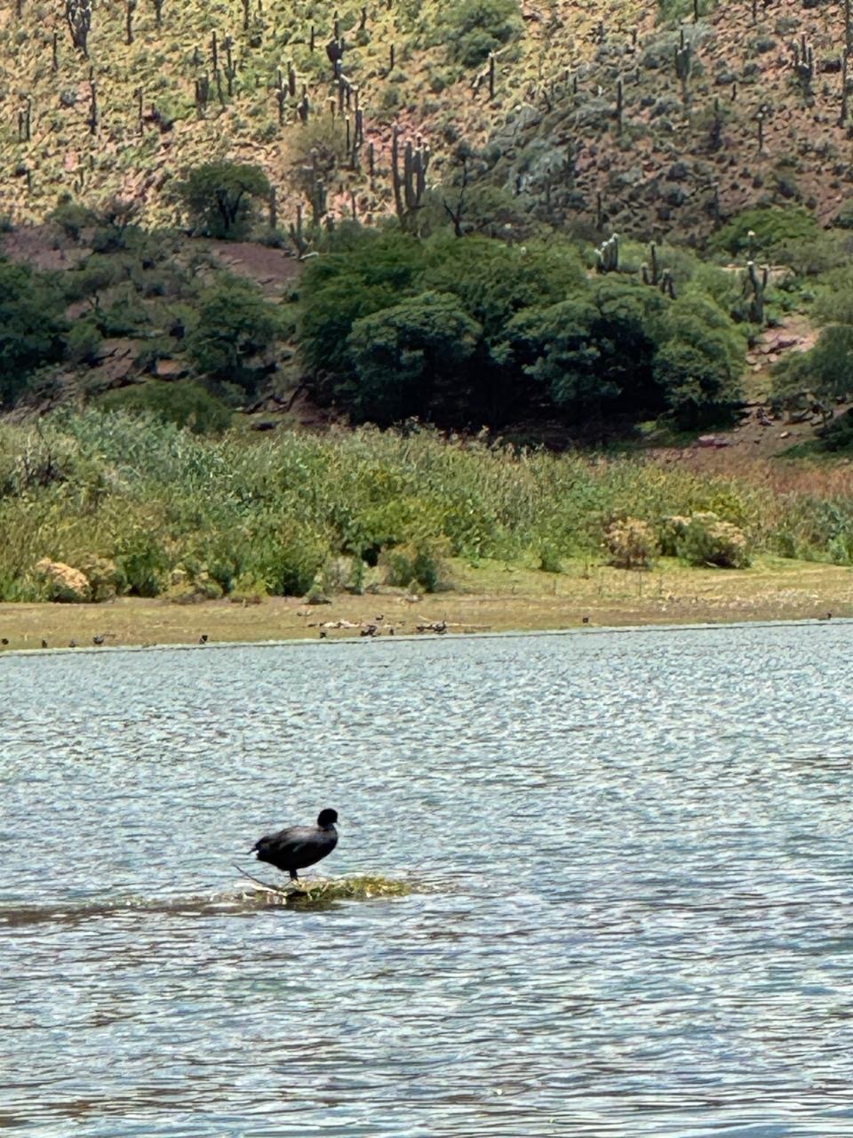 Andean Coot (Fulica ardesiaca), photo 4