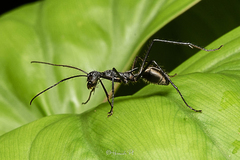 Dolichoderus rugosus