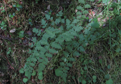 Cystopteris tasmanica