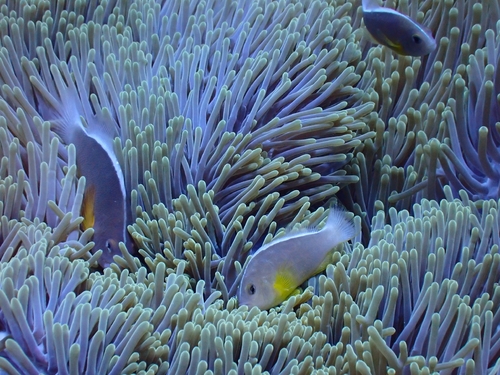Skunk anemonefish (Amphiprion akallopisos) — Pomacentridae — 5