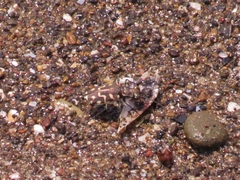 Cicindela carthagena