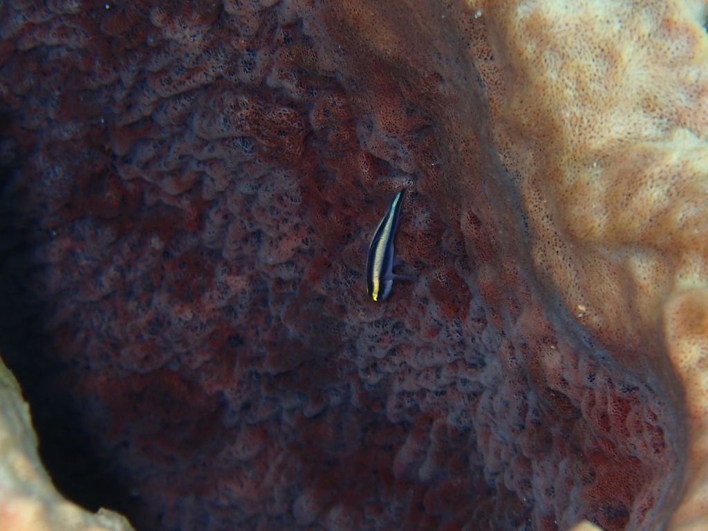Shark nose goby (Elacatinus evelynae) — Gobiidae