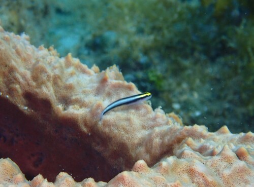 Shark nose goby (Elacatinus evelynae) — Gobiidae — 4