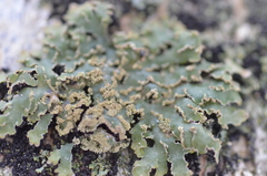 Physconia enteroxantha