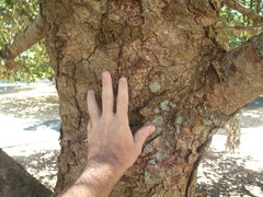 Quercus oblongata