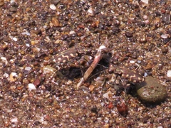 Cicindela carthagena