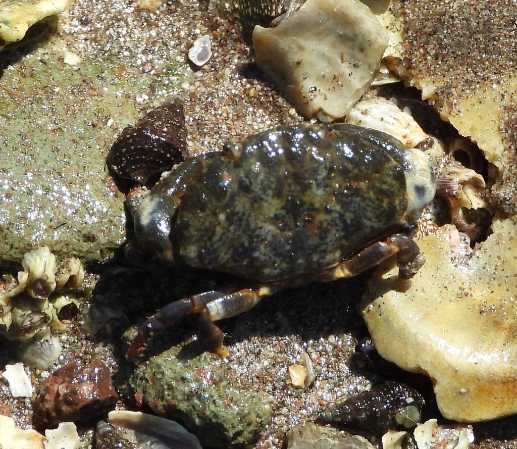 Xanthodius sternberghii