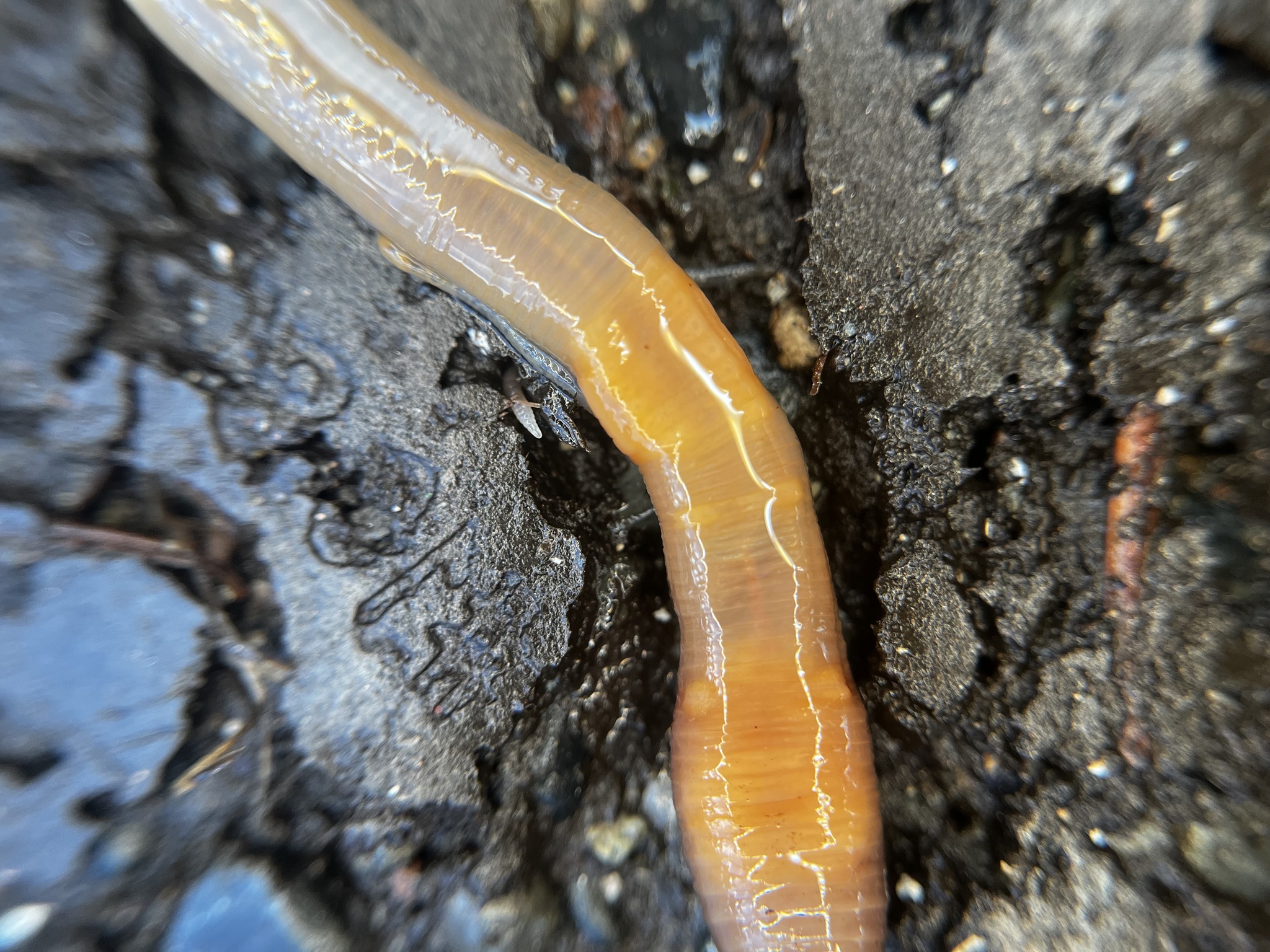Lumbricus terrestris Linnaeus, 1758