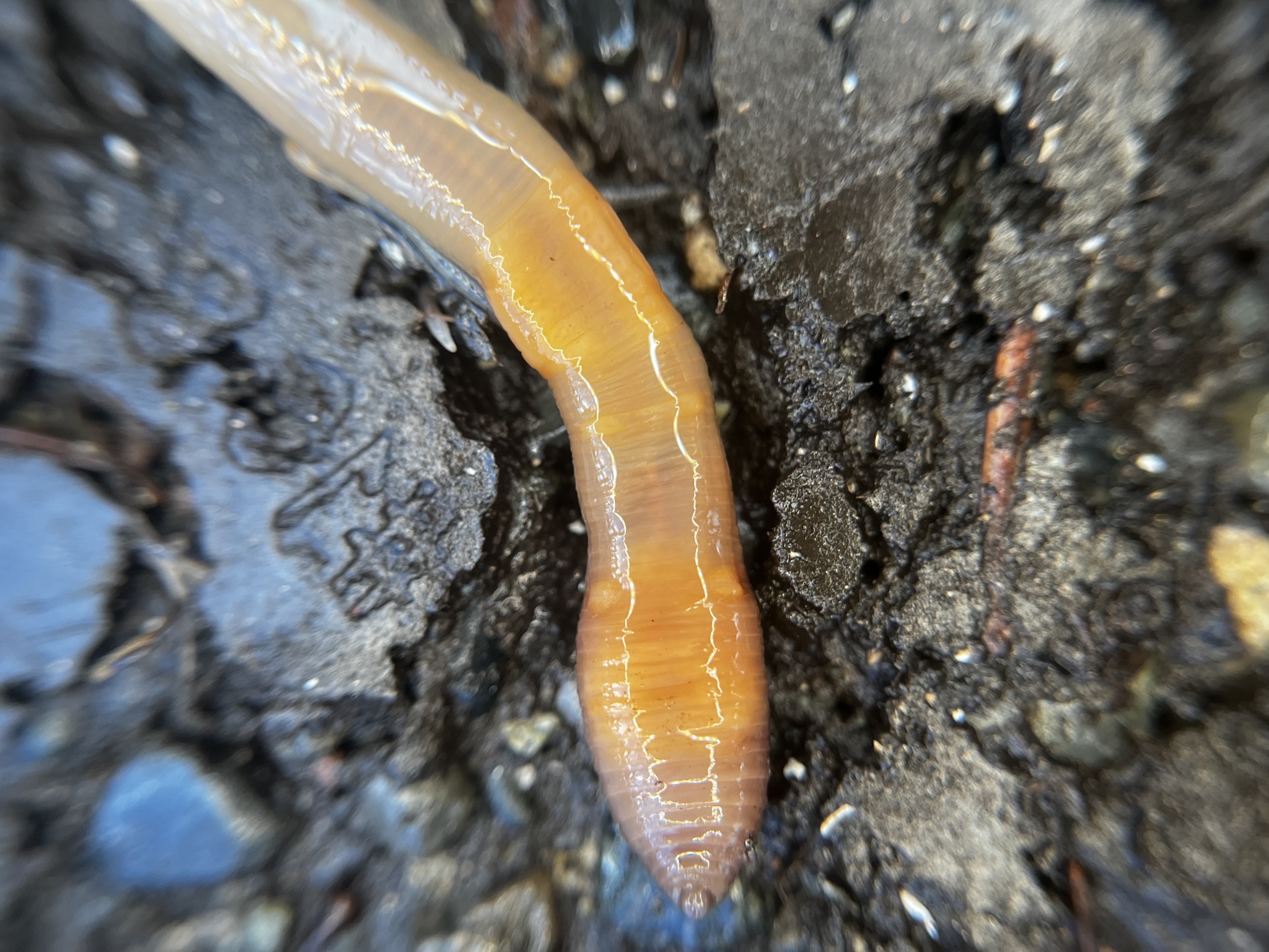 Lumbricus terrestris Linnaeus, 1758
