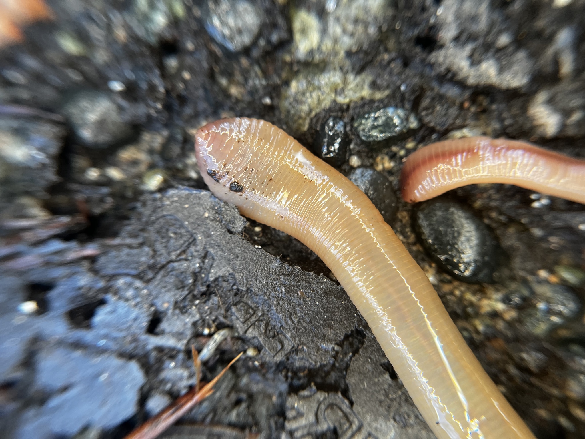 Lumbricus terrestris Linnaeus, 1758