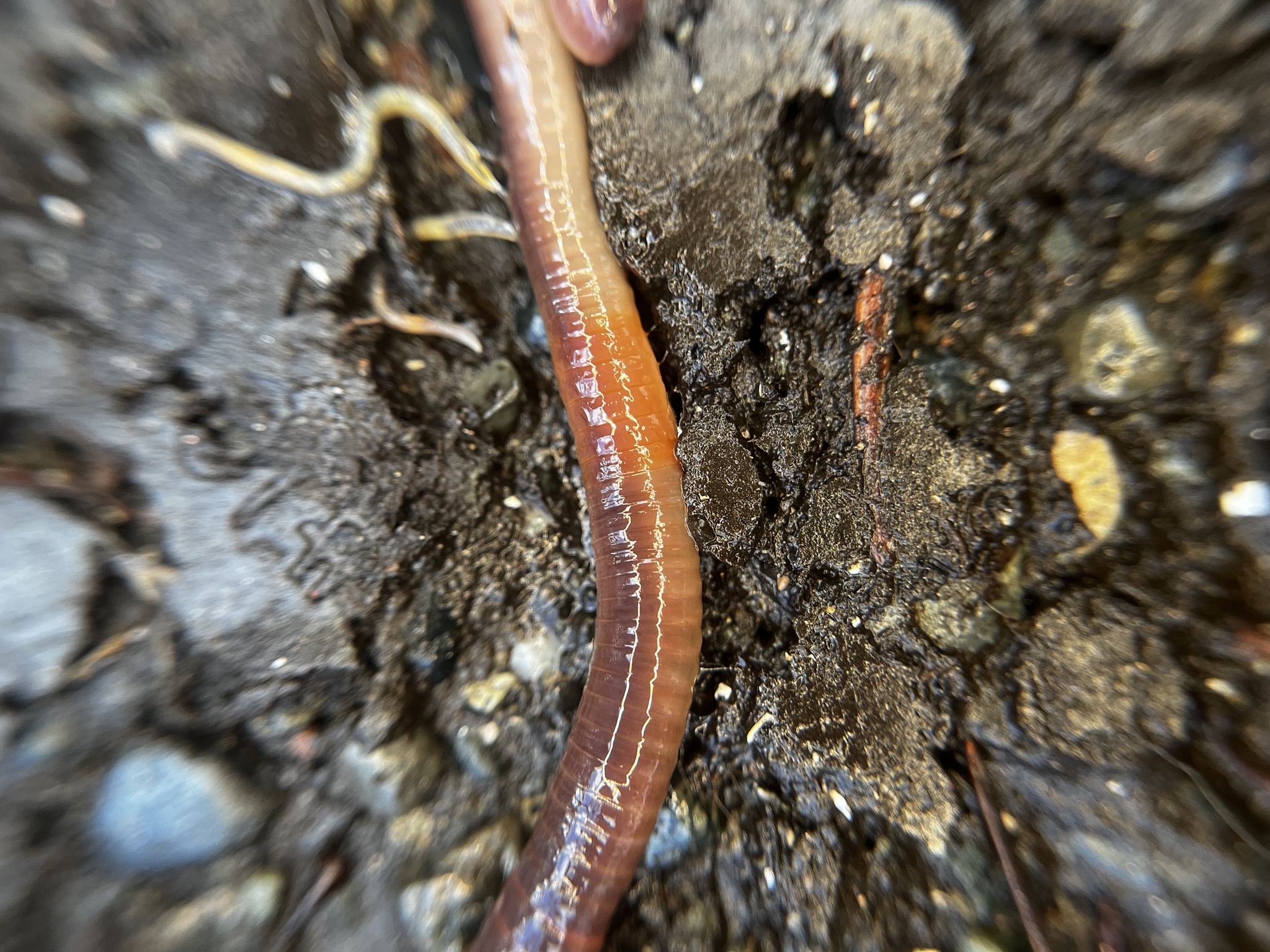 Lumbricus terrestris Linnaeus, 1758