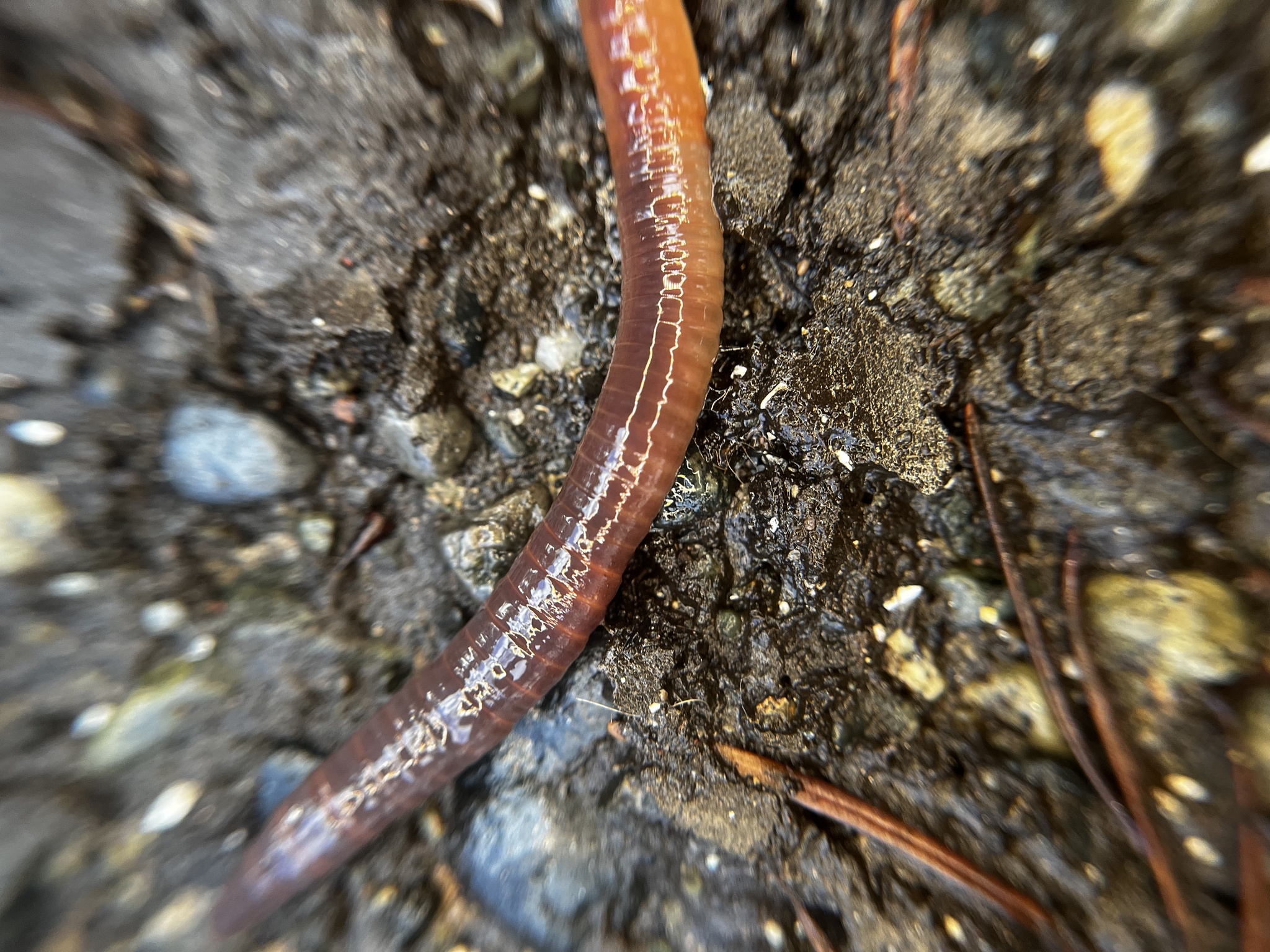 Lumbricus terrestris Linnaeus, 1758