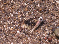 Cicindela carthagena