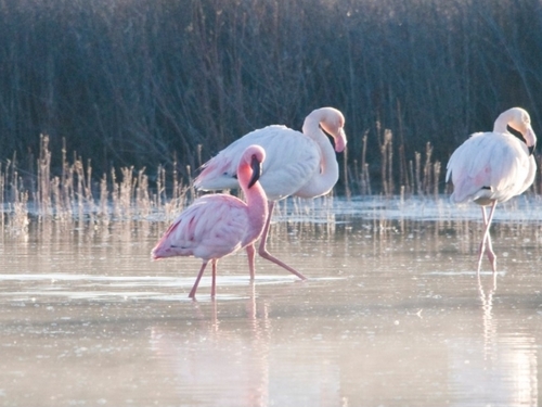 iNaturalist: (c) birdingmalaga, some rights reserved (CC BY-NC), uploaded by birdingmalaga iNaturalist image