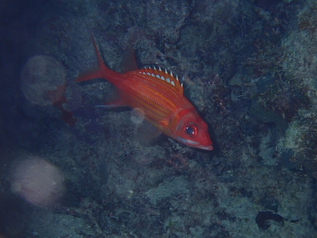 Hoseye conga (Neoniphon marianus) — Holocentridae