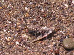 Cicindela carthagena