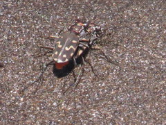 Cicindela carthagena
