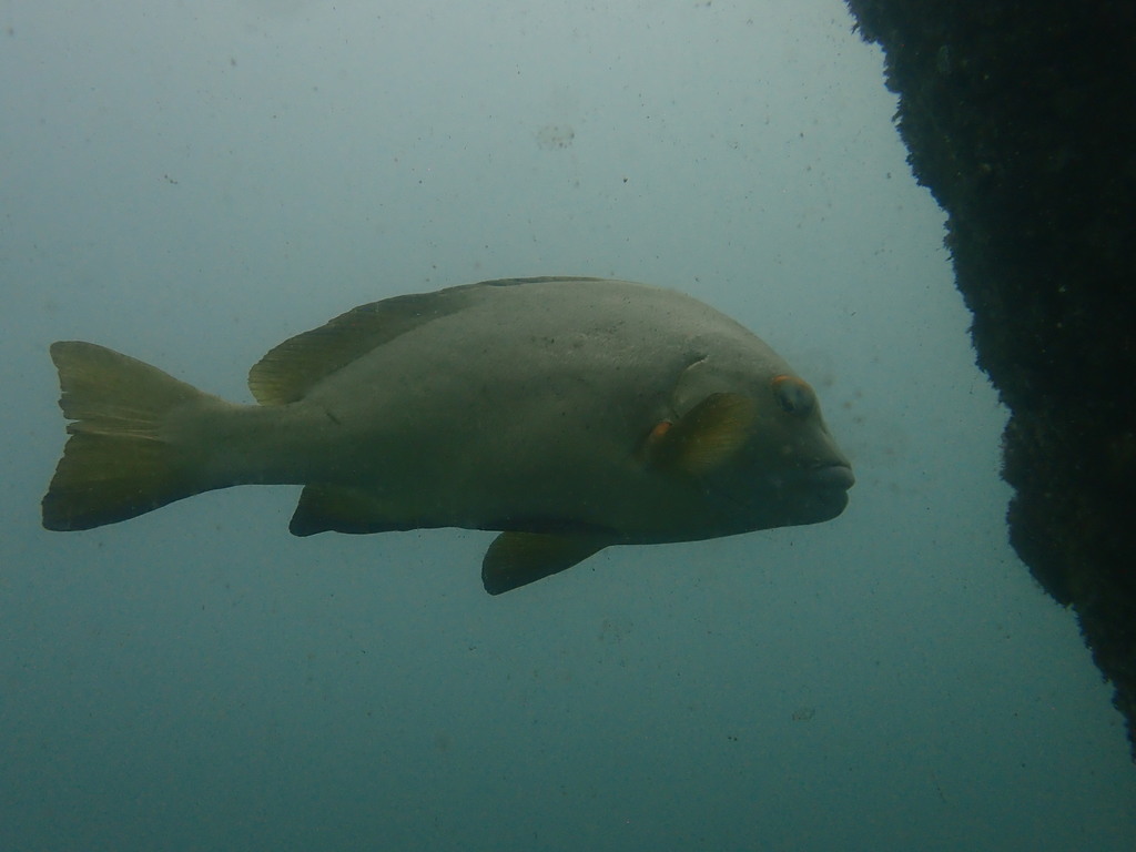 Photo of Blackspotted Sweetlips (Plectorhinchus schotaf)