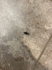 Epicauta cinerea-group