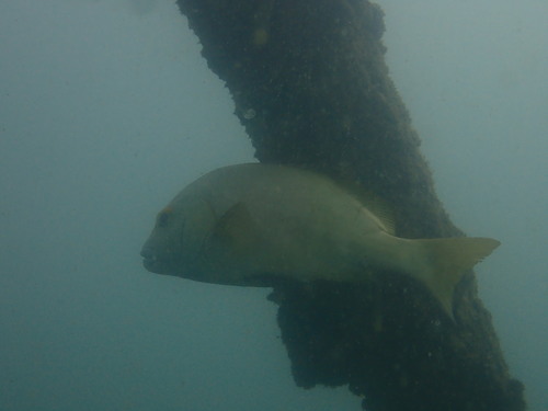 Photo of Blackspotted Sweetlips (Plectorhinchus schotaf)