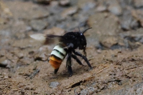 Bombiform Orchid Bee