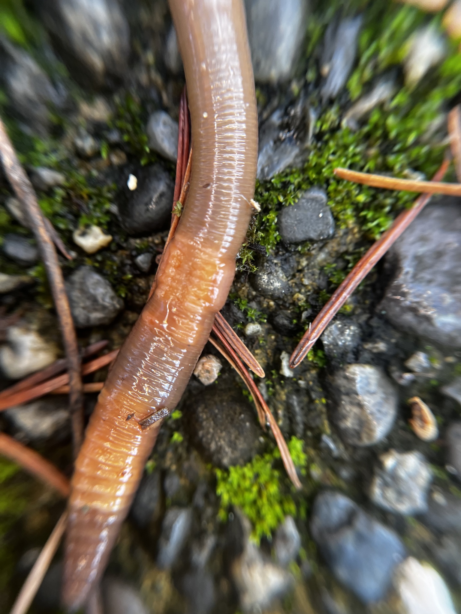 Lumbricus terrestris Linnaeus, 1758