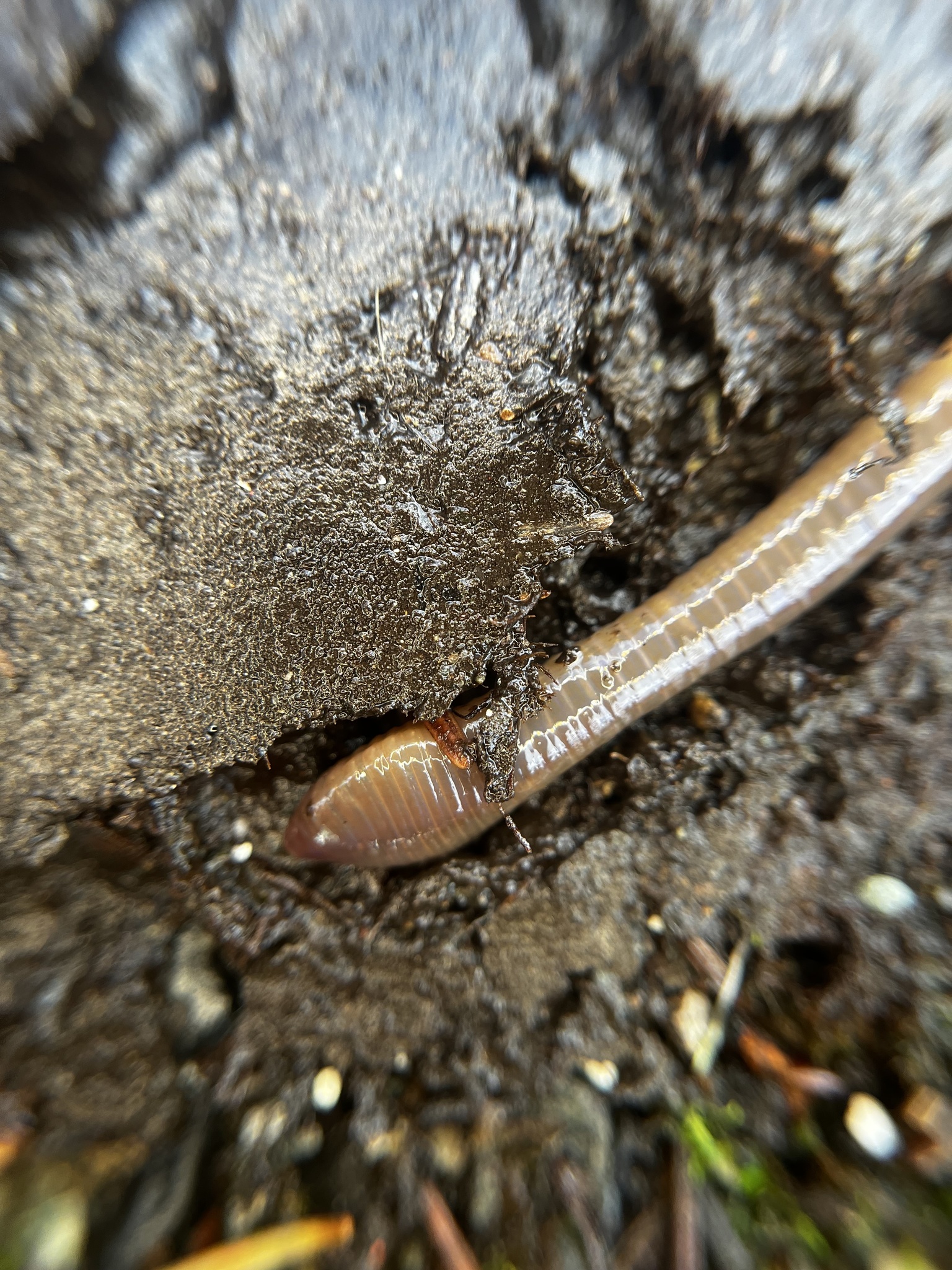 Lumbricus terrestris Linnaeus, 1758