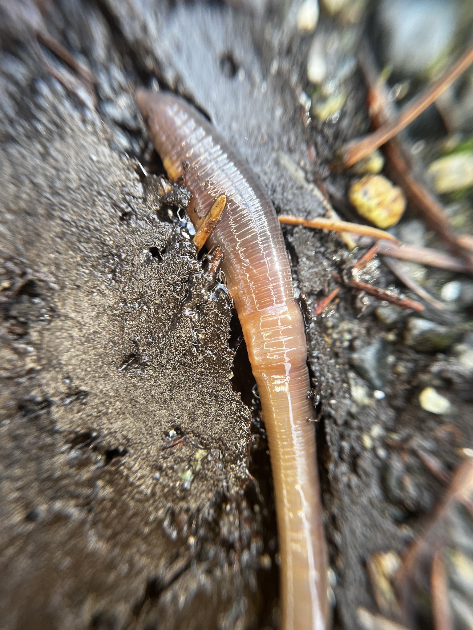 Lumbricus terrestris Linnaeus, 1758