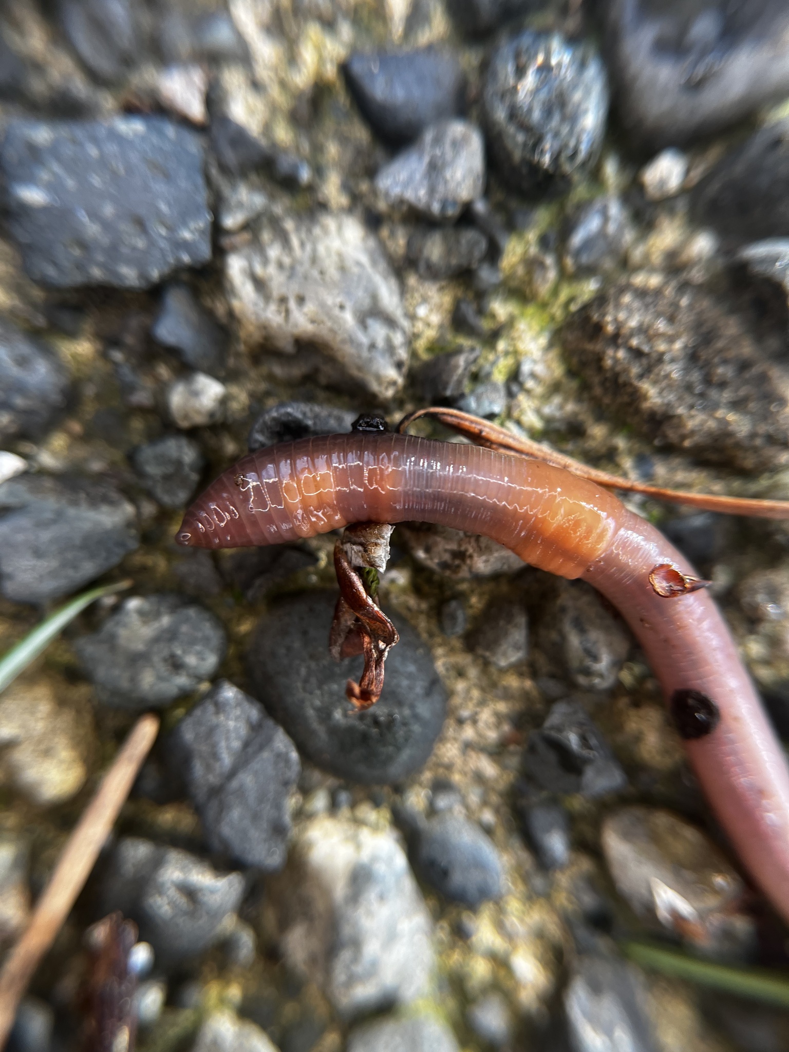 Aporrectodea caliginosa trapezoides (Dugés, 1828)