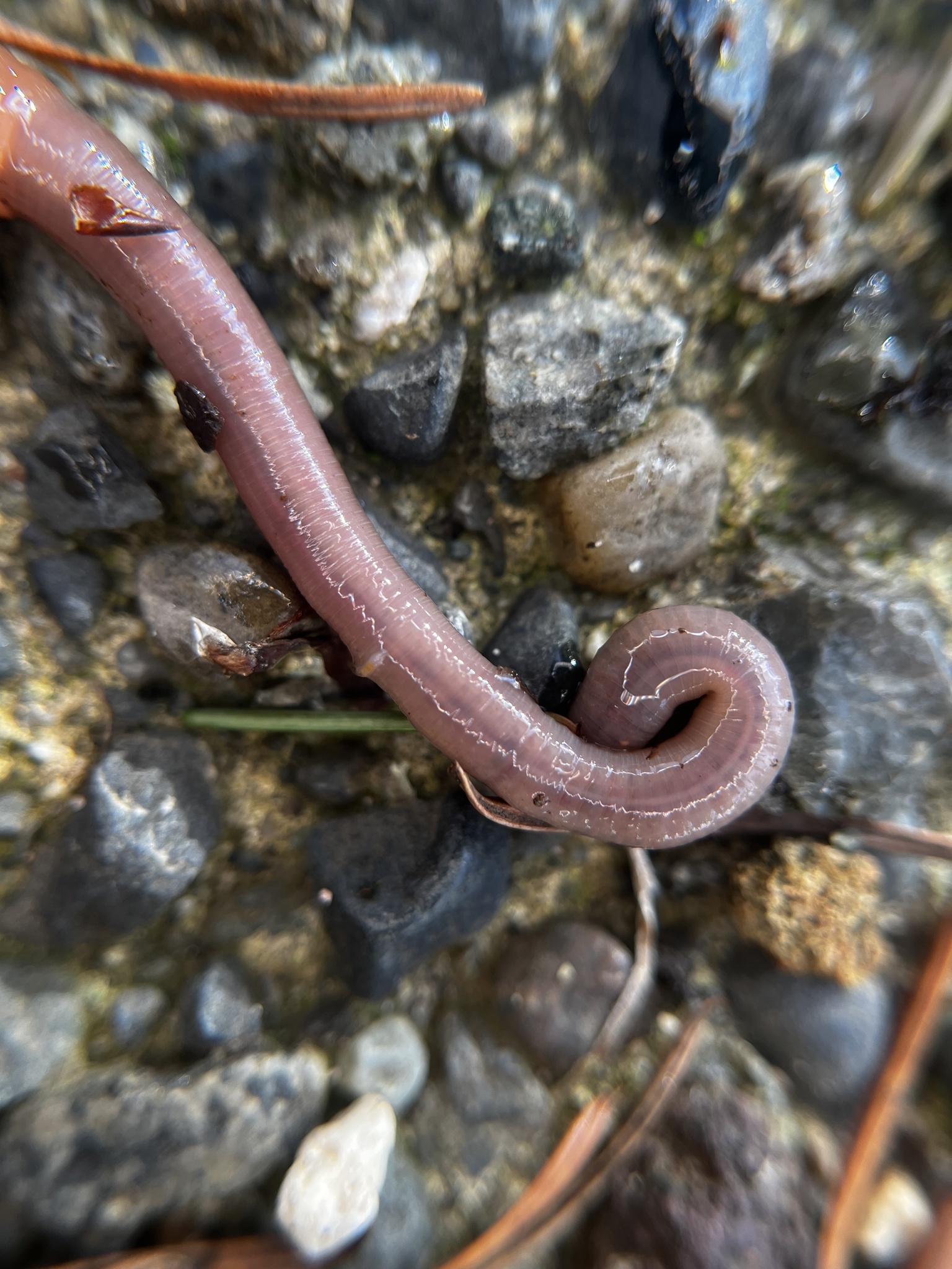 Aporrectodea caliginosa trapezoides (Dugés, 1828)
