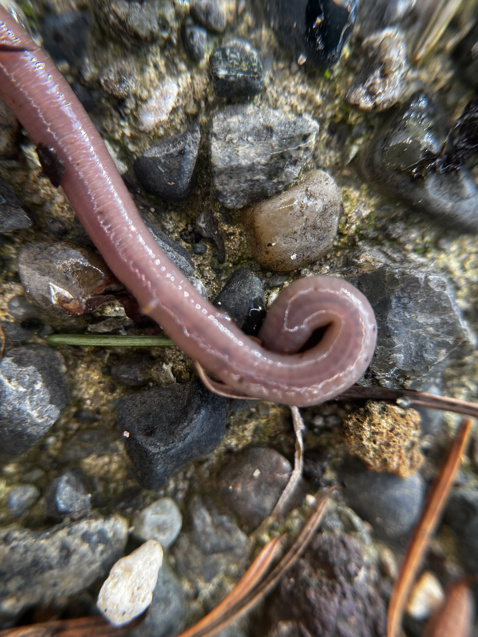 Aporrectodea caliginosa trapezoides (Dugés, 1828)