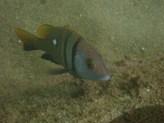 Lutjanus rivulatus