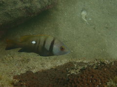 Lutjanus rivulatus
