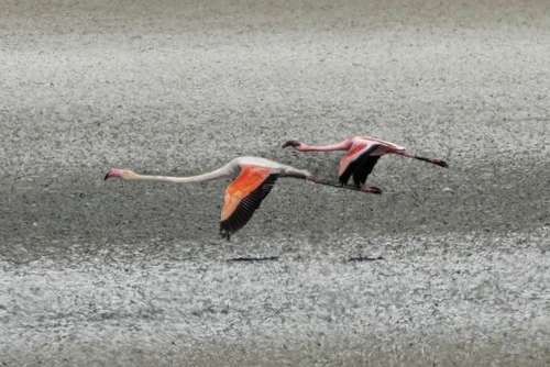 iNaturalist: (c) birdingmalaga, some rights reserved (CC BY-NC), uploaded by birdingmalaga iNaturalist image