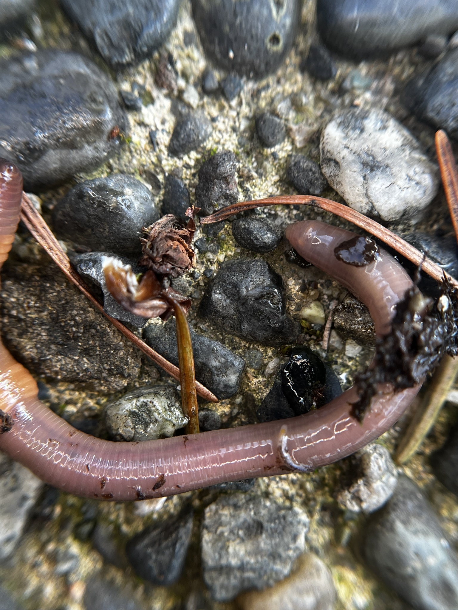 Aporrectodea caliginosa trapezoides (Dugés, 1828)