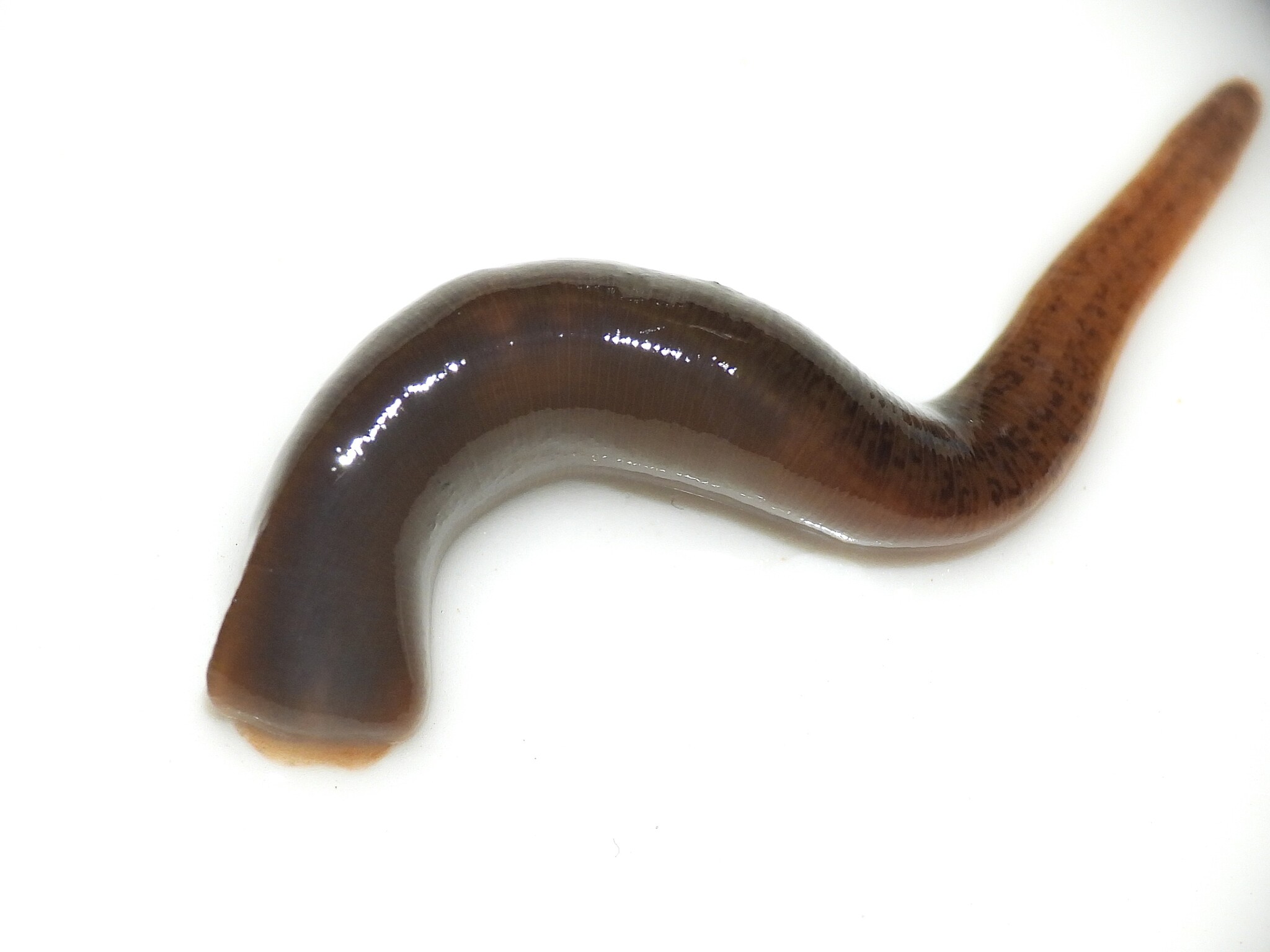 Erpobdella punctata (Leidy, 1870)