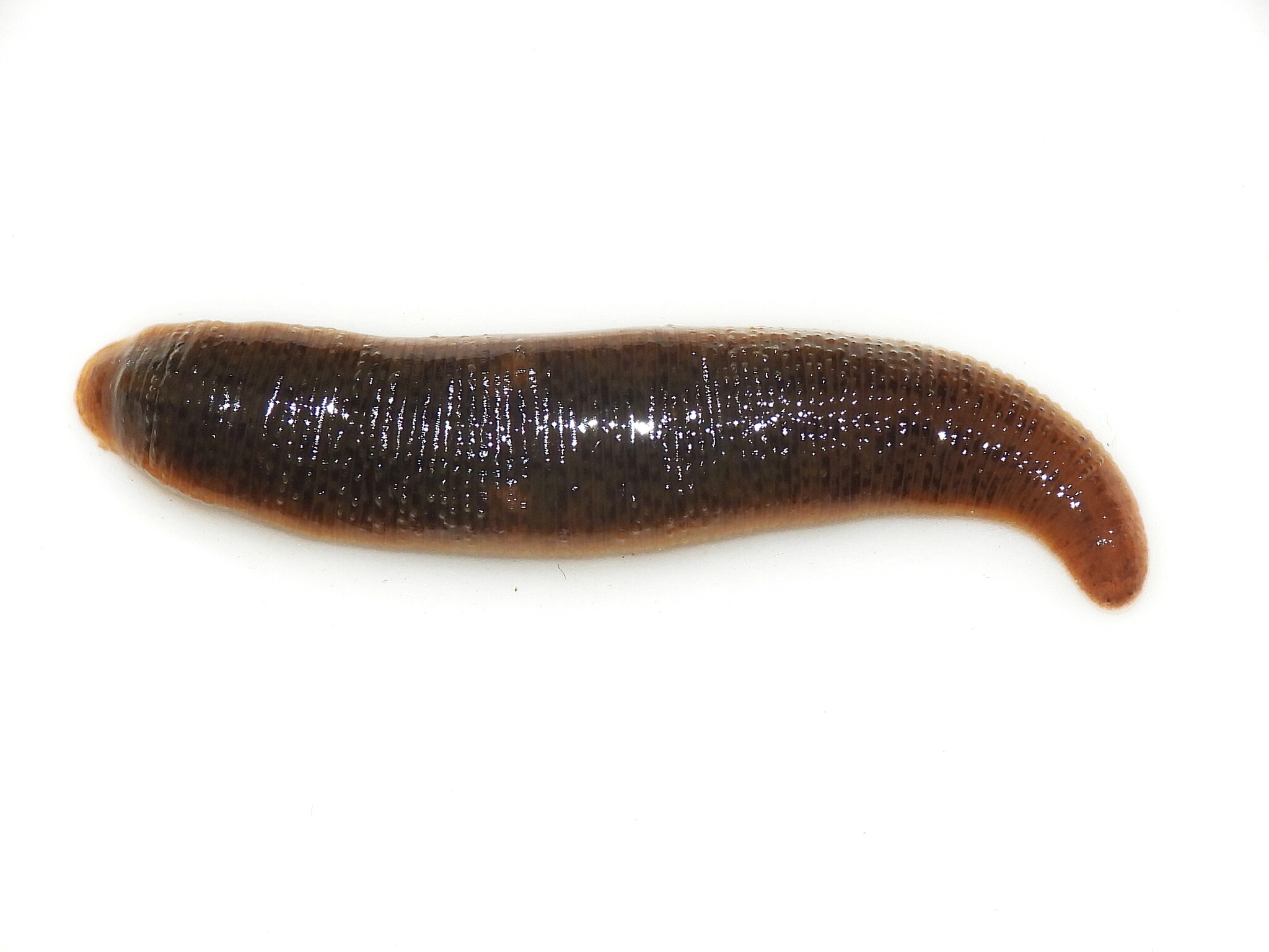 Erpobdella punctata (Leidy, 1870)
