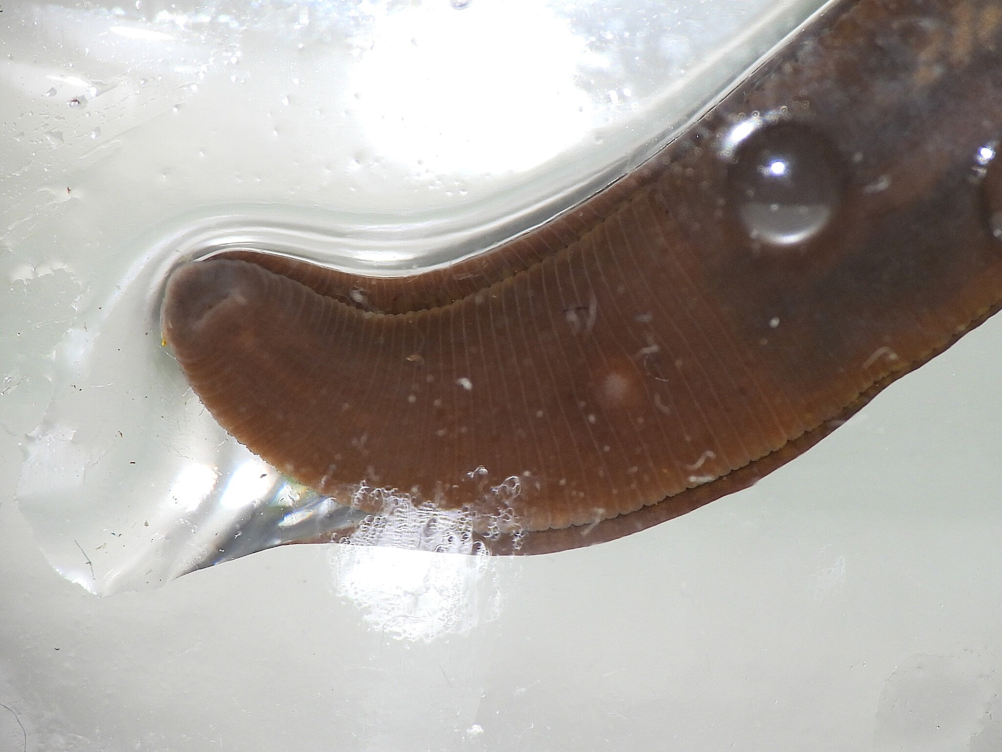 Erpobdella punctata (Leidy, 1870)