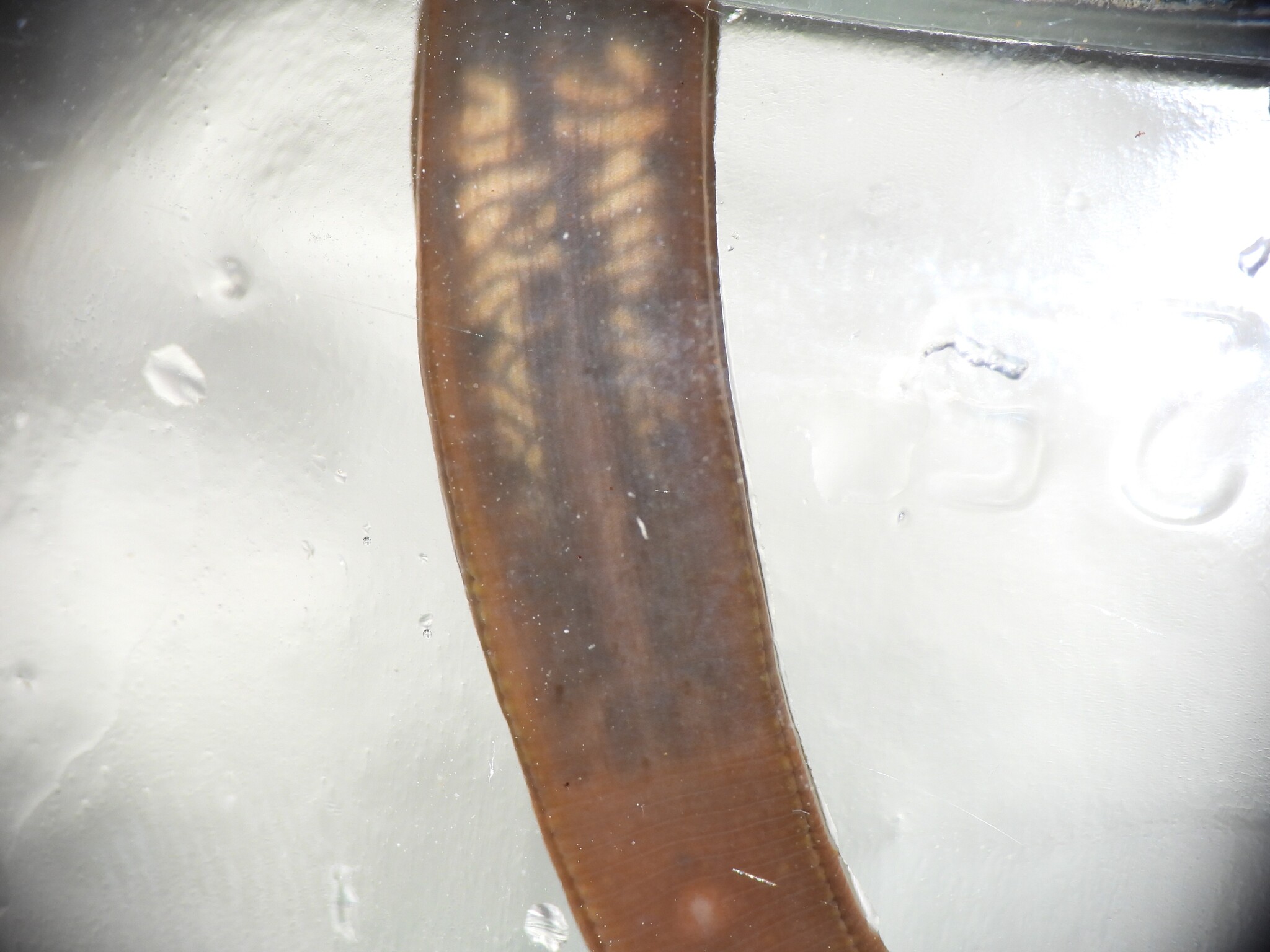 Erpobdella punctata (Leidy, 1870)