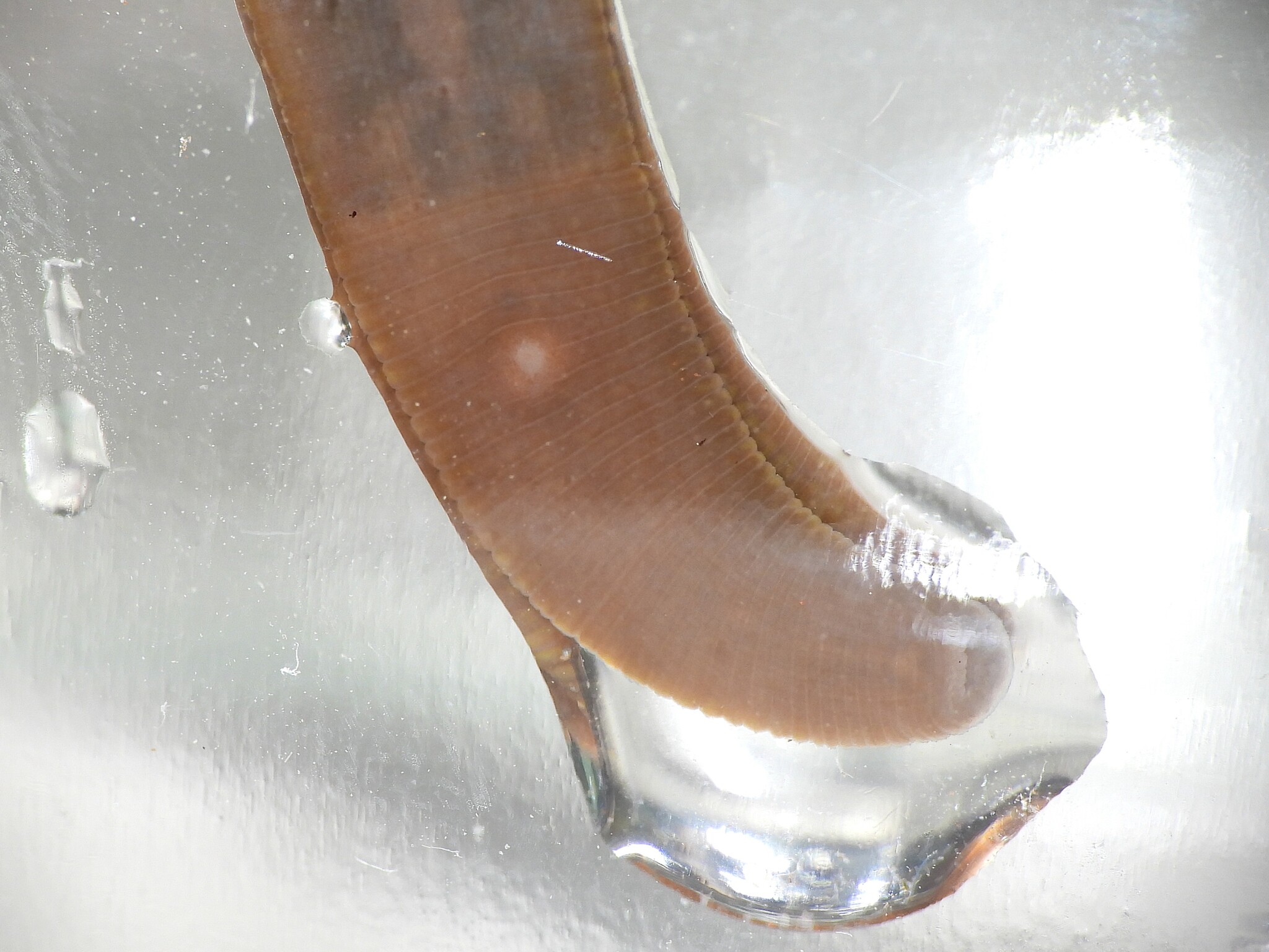Erpobdella punctata (Leidy, 1870)