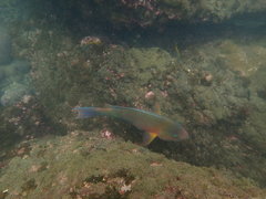 Chlorurus capistratoides