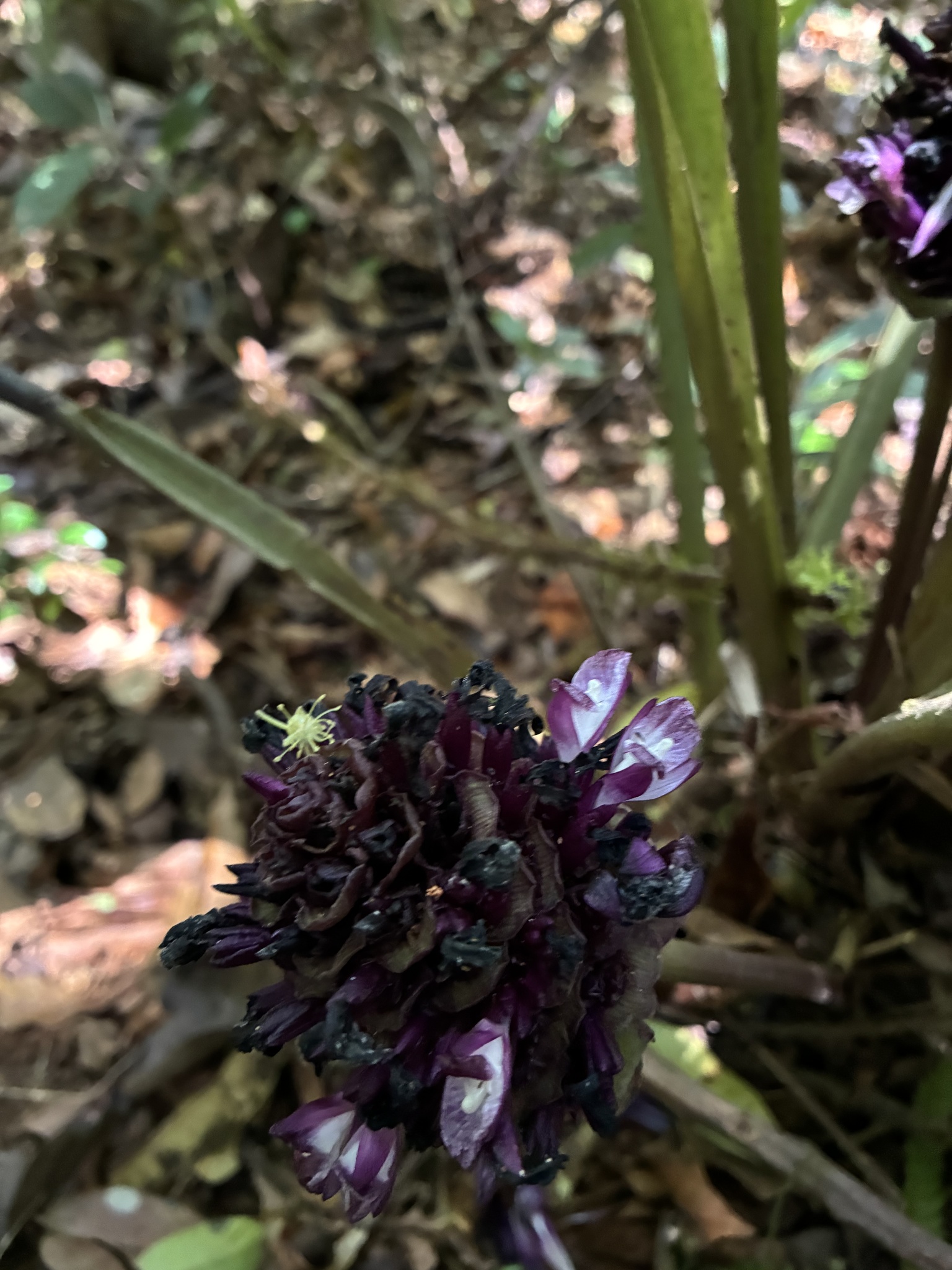 Imagem de Maranta, Sassará