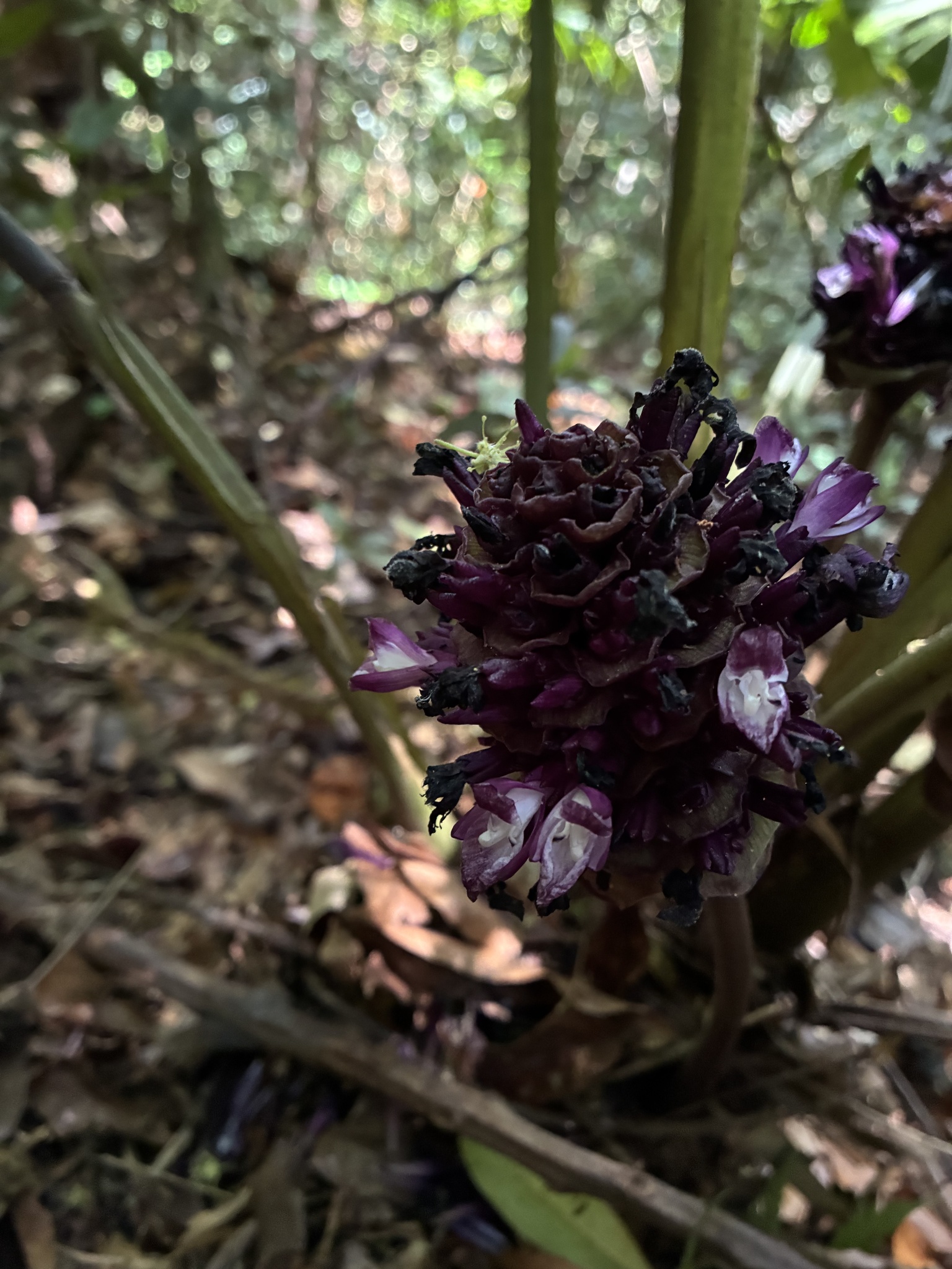 Imagem de Maranta, Sassará