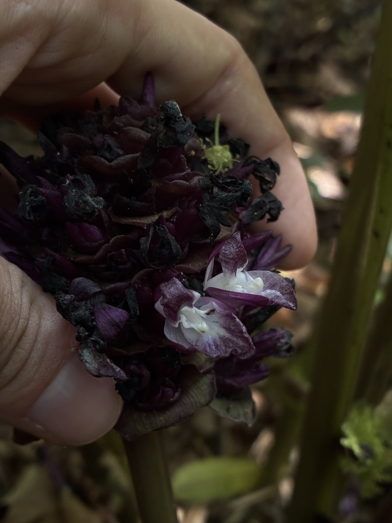 Imagem de Maranta, Sassará