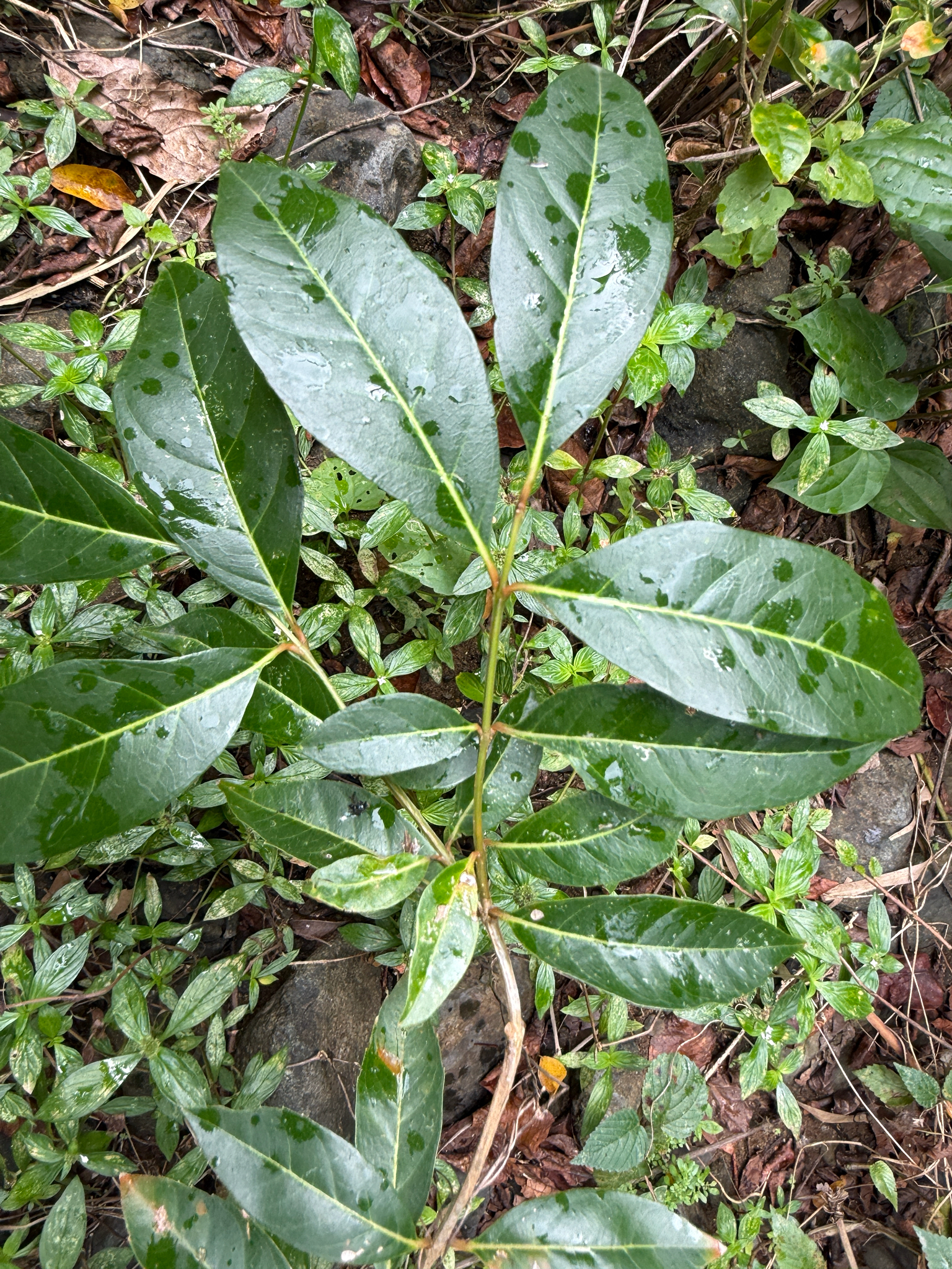 Imagem de Citharexylum mirianthum