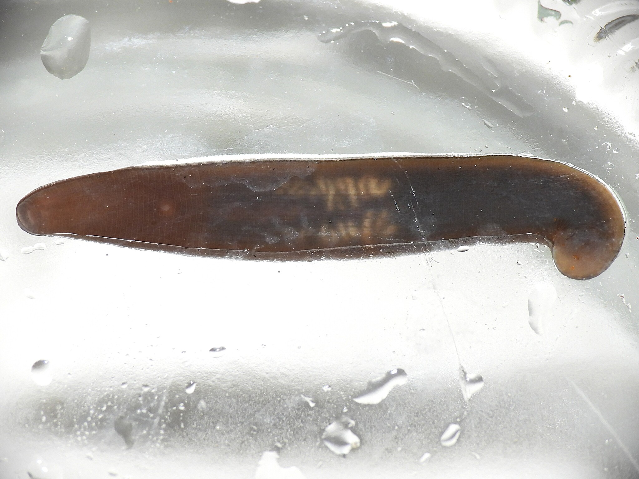 Erpobdella punctata (Leidy, 1870)