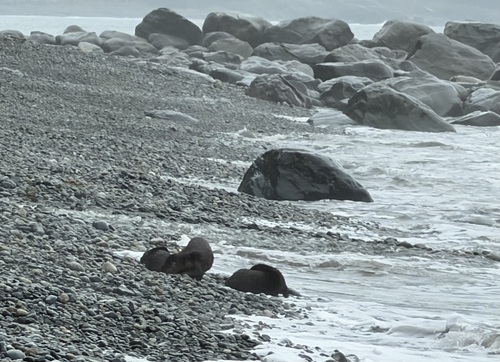 North American River Otter observed by rose02mary